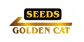 Seeds Golden Cat